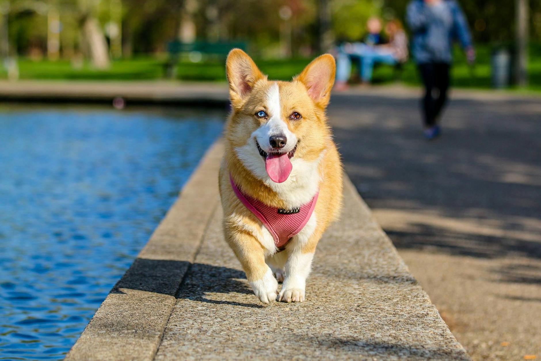 The Benefits of Animal-Assisted Therapy For Autism